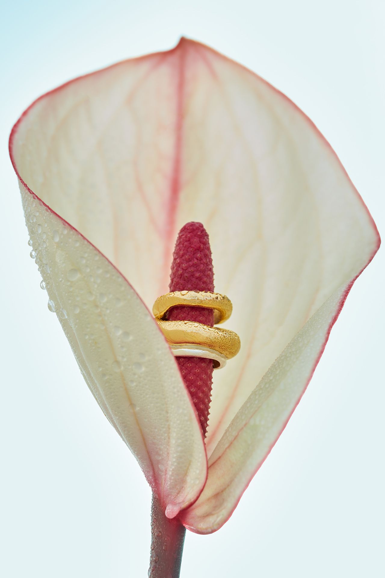 Image may contain Flower Plant Petal Anther Anthurium and Araceae