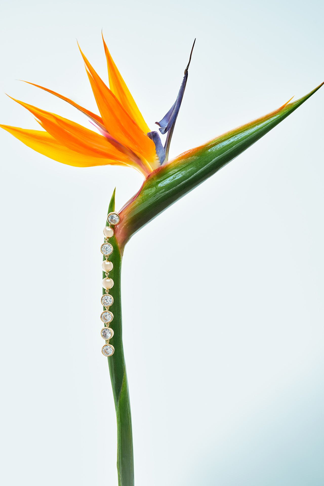 Image may contain Flower Petal Plant Anther and Flower Arrangement