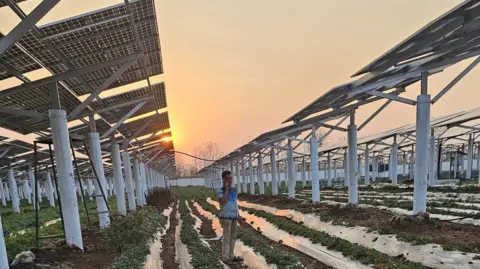 Anand Jain Rows of solar panels supported by 12-feet high pillars stand in a field. In the foreground a man speaks on his phone. Rows of plants grow close to the ground beneath the solar panels. 