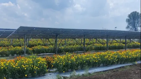 SunSeed Yellow flowers grow in rows underneath solar panels.