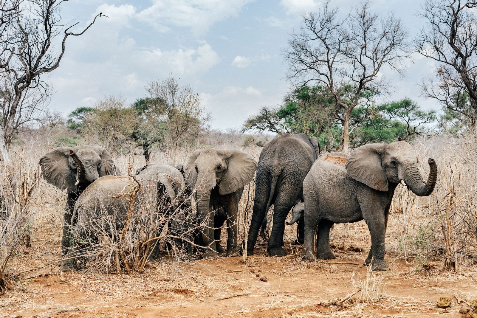 Safari Honeymoon in Zimbabwe Call off the search we've found the perfect spot