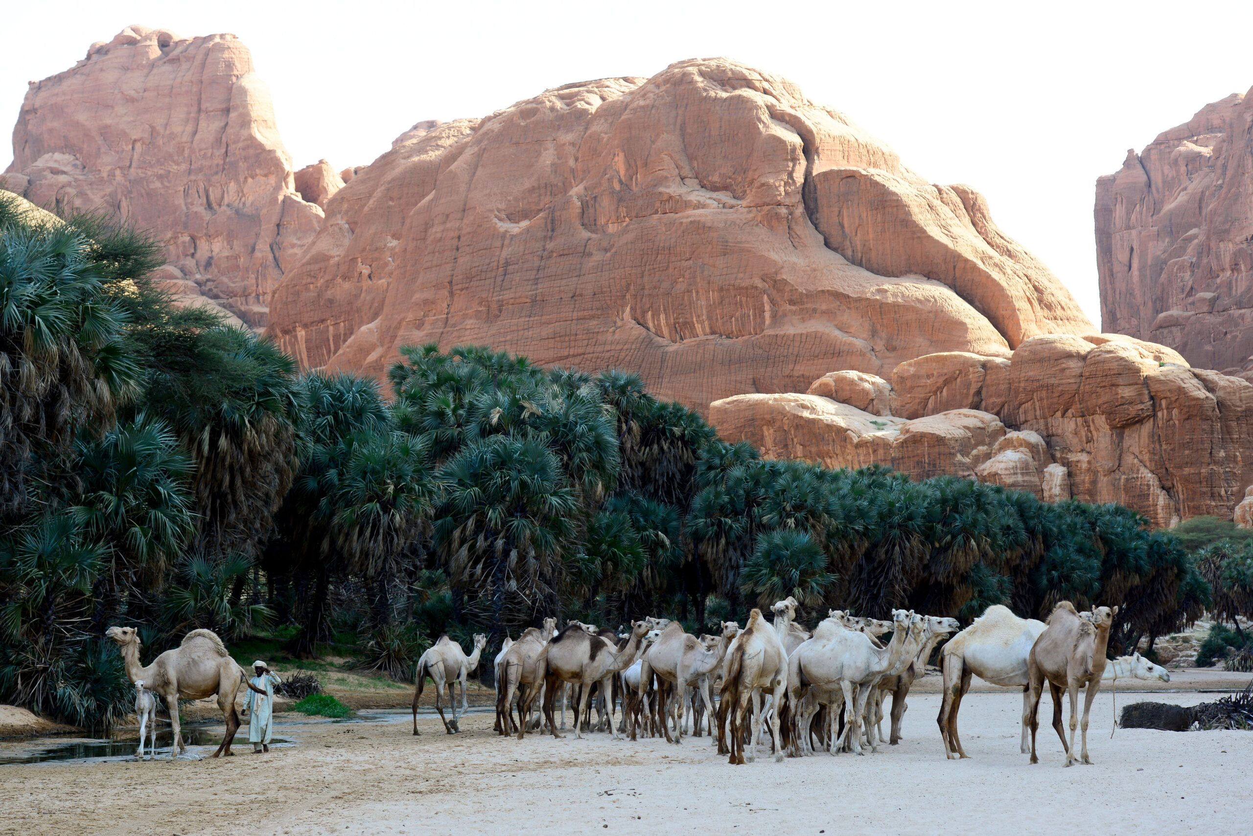 Dromedary camels in a gorge with water and trees on the Ennedi plateau.