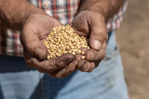 Getty Images Close up of a farmer's callused hands cupping a handful of yellow soybeans 