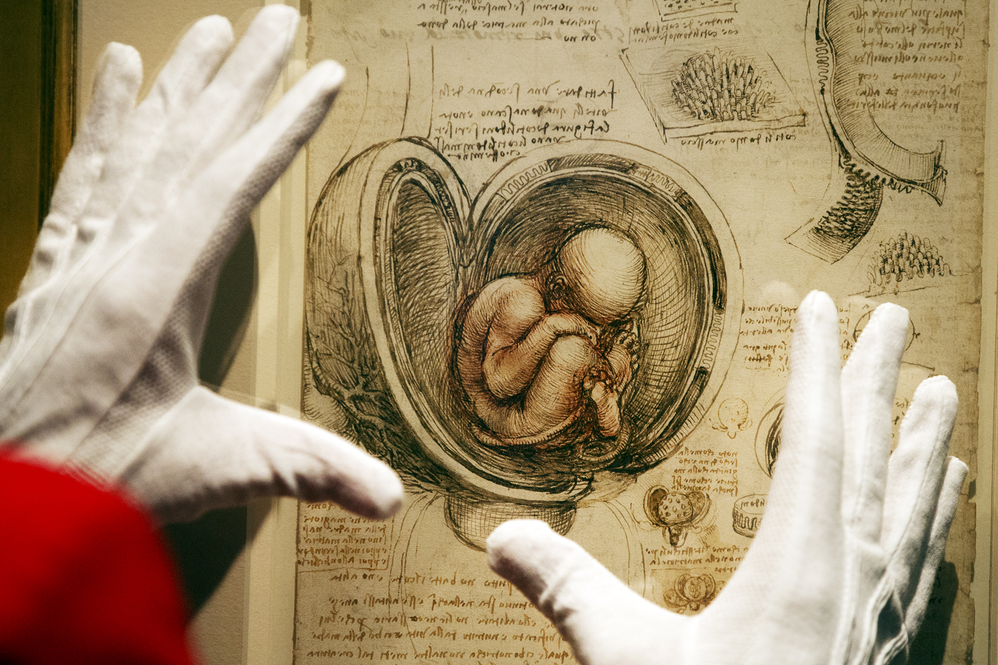 Anatomical drawing by Leonardo da Vinci of a human fetus inside a womb, with two gloved hands pointing at it.