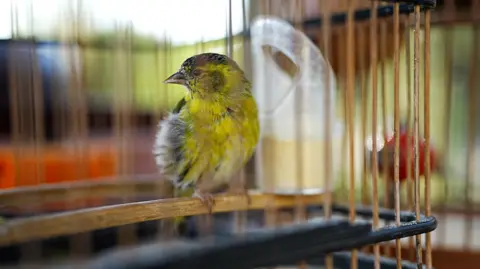 A yellow bird with shots of grey in its plumage is perched inside a round metal cage. 