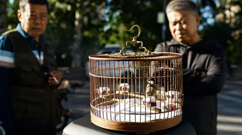 Two older men are visible behind a round bird cage holding a small bird. It is grey with a white throat and a black crest and beak. 