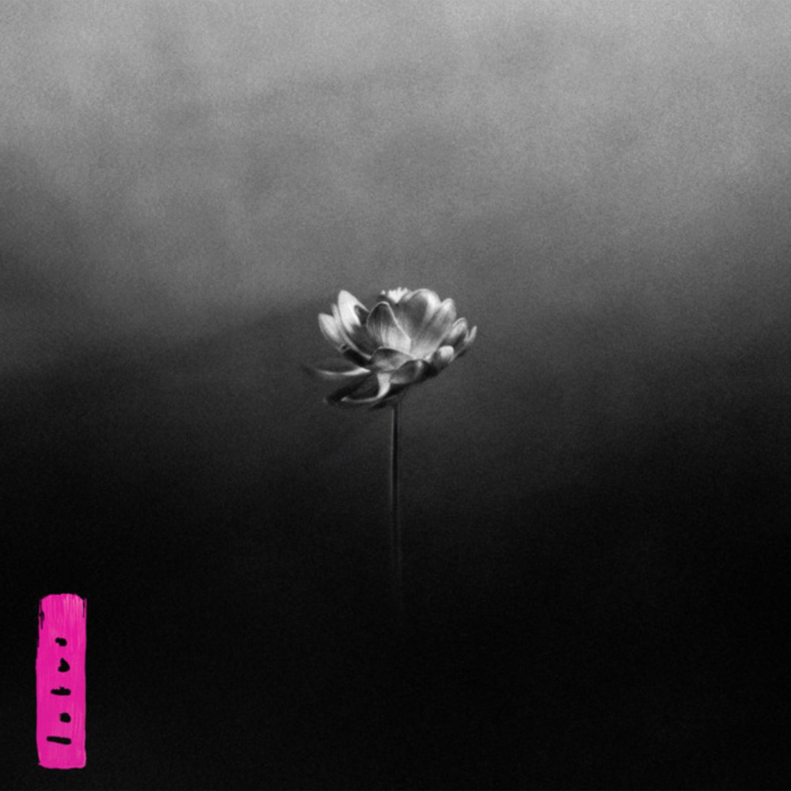 Image may contain Flower Petal Plant Anemone Daisy and Dahlia