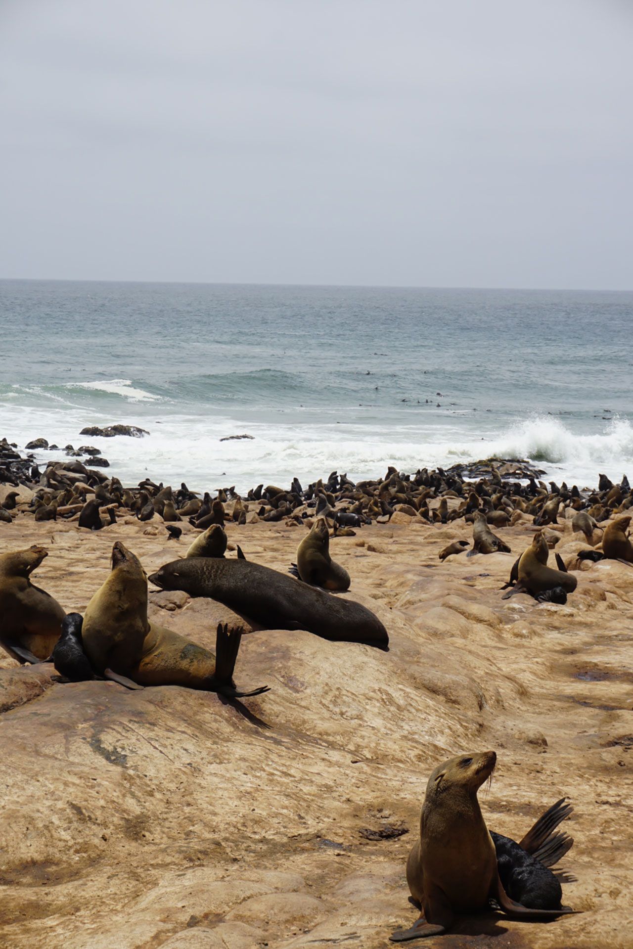 Image may contain Animal Mammal Sea Life Seal Sea Lion Bird and Penguin