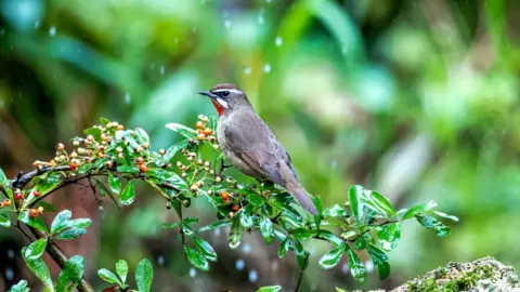 Qu Mingbin via Getty Images A Siberian Rubythroat stands on a branch in the Jfo Mountain National Nature Reserve in Chongqing, China, on Oct. 10, 2021.