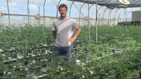 Gemma Handy Cannabis cultivator Michaelus Tracey stands surrounded by the crop at his farm in Antigua