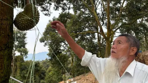 BBC/Koh Ewe Uncle Thing who has a long white beard is wearing a white shirt. He is reaching up to a durian dangling from a tree.